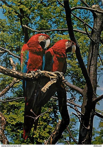 Carte postale animaux - -,