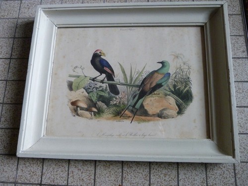 Oiseaux afrique ancienne - oiseaux,