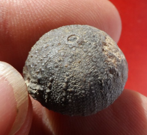 Oursin fossile domérien - domÉrien, du