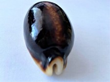 SUPERBE  Cypraea Eglantina Niger et rostrée Nouvelle Calédonie 58.68 mm
