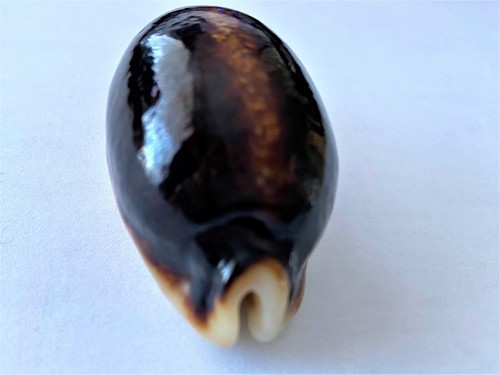Superbe cypraea eglantina - superbe,  cypraea