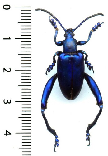Chrysomelidae sagra - chrysomelidae,