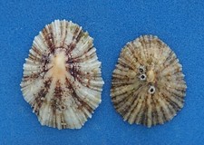 Coquillage de collection: Patella ulyssiponensis (x2) (Patellidae, France) Shell