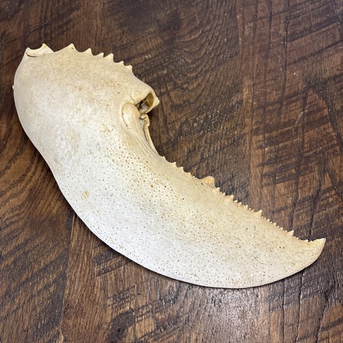 Giant salt water crab - salt,
