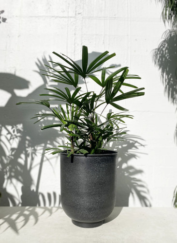 Live plant 2ft - live,