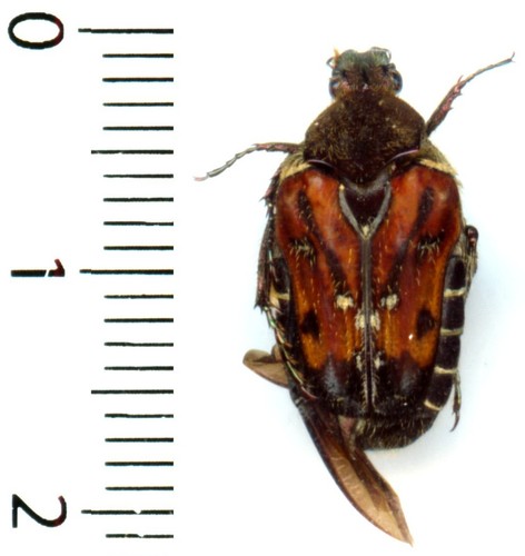 Cetoniidae taeniodera - -,