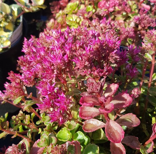 Sedum spurium coccineum - spurium, 'coccineum