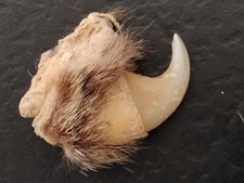 Griffe lion broche - de, broche 
