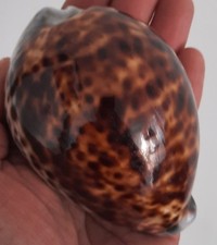 curiosité , taxidermie