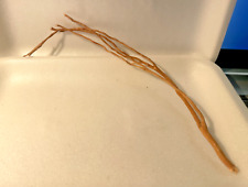 racine araignée 25 cm