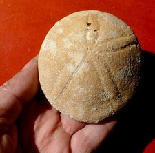 OURSIN FOSSILE PLIOCÈNE DU