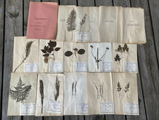 🌿 HERBIER ANCIEN