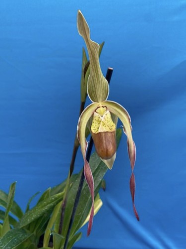 Phragmipedium eric young - phragmipedium,