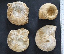 Ammonites fossiles Bajocien