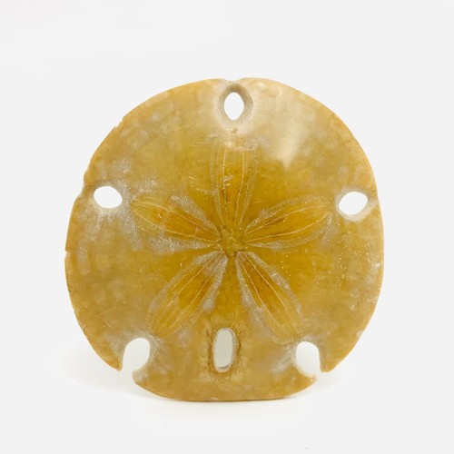 Oursin fossile astrodaspis - fossile,