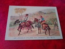 Magnifique Chromo - Les animaux utilisés par l'homme - La Mule et Le Mulet