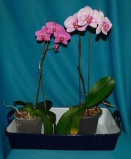 ANCIEN GRAND PLAT EMAILLE 53cm