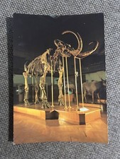 CPM MUSÉUM DE LYON SQUELETTE