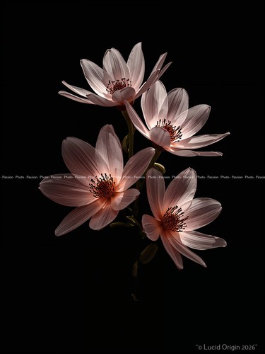 Photo fleurs graphiques pop - a4,