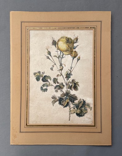 Rose lithographie - rose,,