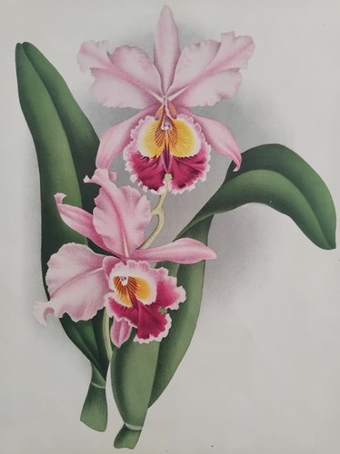 Fleur orchidee gravure - fleur,