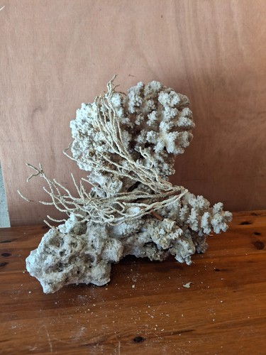 Gros corail - gros,