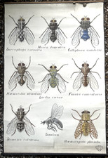 Docteur Auzoux /  affiche pédagogique parasitologie "Mouches" XIXème médecine