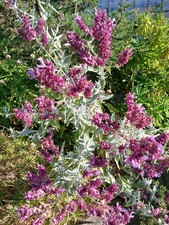 Salvia Canariensis Var Candidissima  (25 Graines/Seeds )