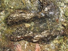 Set de table photo original