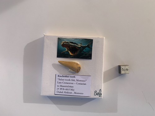 Mini tableau fossile - , –