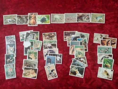 Panini les bebes animaux - les,