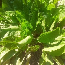 400 graines d'oseille épinard - récolte 2024