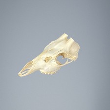 539SKU Crane de chevreuil