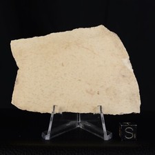 Coquille d'œuf Aepyornis