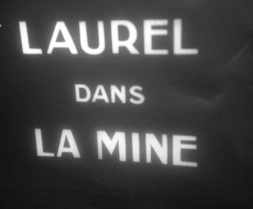 Laurel dans mine - laurel,