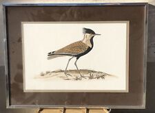 CADRE OISEAU DAYELLE DE TERRONBLAN OISEAUX DES MARAIS PEINTURE VINTAGE CHROME