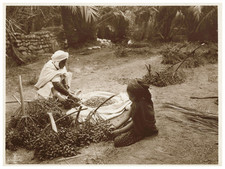 Lehnert & Landrock, Algérie