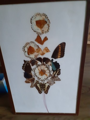 Cadre taxidermie fleur floral - cadre,