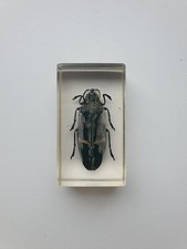 Insecte sous résine - ,