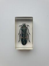 Insecte sous résine -