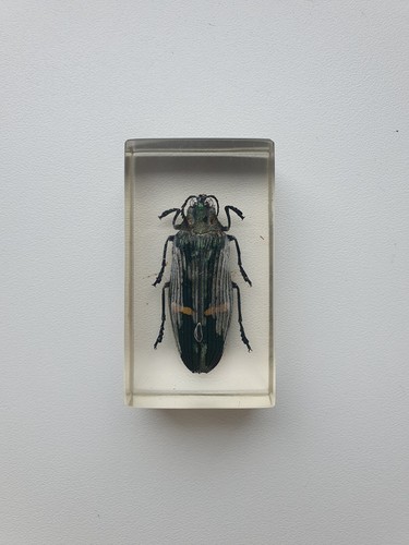 Insecte sous résine - ,