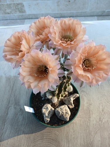 Echinopsis hybrid beautiful - hybrid, 'beautiful