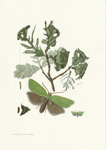 Planche 111 histoire naturelle - histoire,