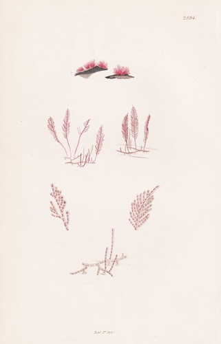 Callithamnion pluma algue - pluma,