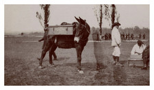 Annecy, Exercices d'approvisionnement, Mulet portant un caisson de cartouch