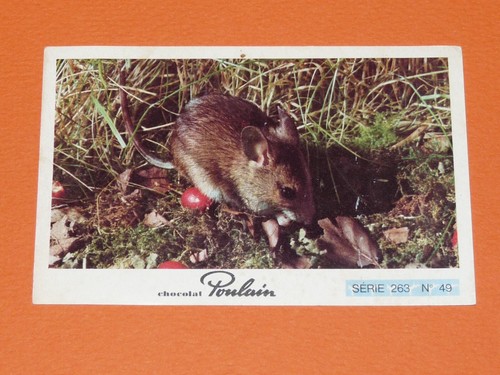 Image chocolat poulain animaux - poulain,