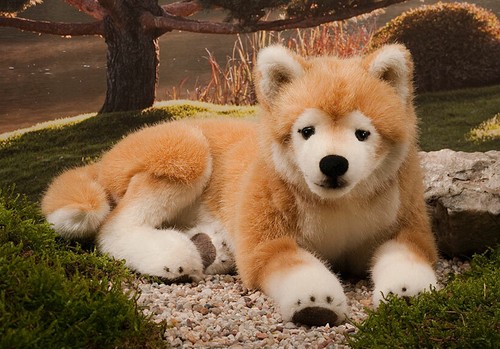 Shiba inu chien par - shiba, kosen