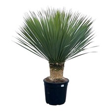 Yucca rostrata extérieur