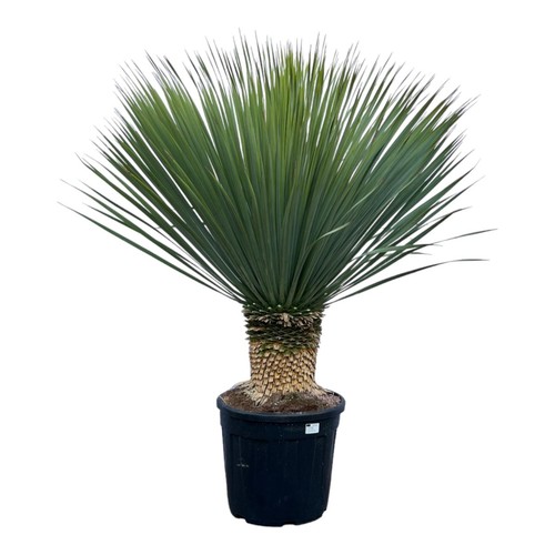 Yucca rostrata extérieur