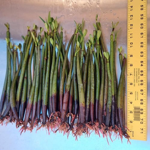 Red mangrove tree 5xl - mangrove, live